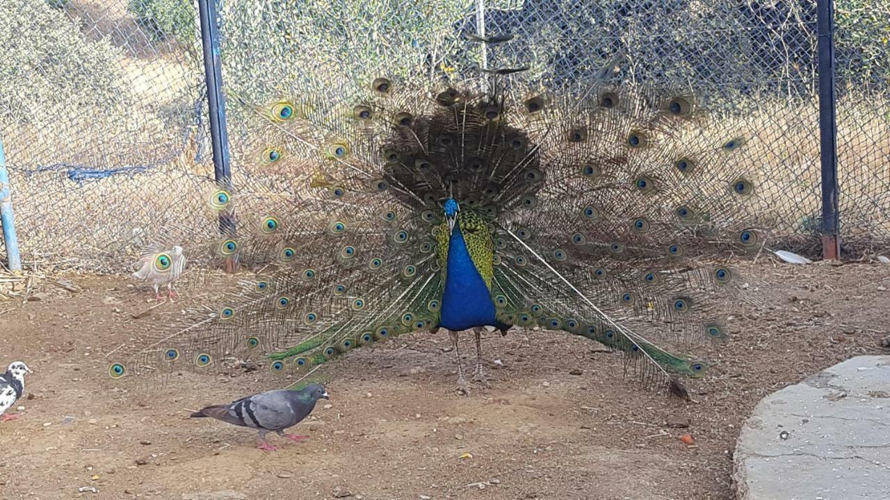 Relais De Tahla Hotel Aïn Bou Mahdi Kültér fotó